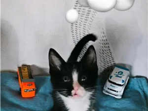 Gato raça SRD-ViraLata idade 2 a 6 meses nome Léo  2 meses 