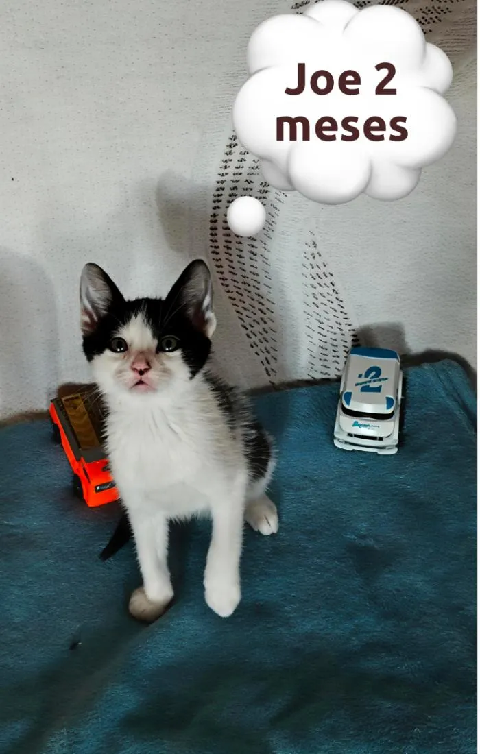 Gato raça SRD-ViraLata idade 2 a 6 meses nome Joe