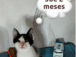 Gato raça SRD-ViraLata idade 2 a 6 meses nome Joe