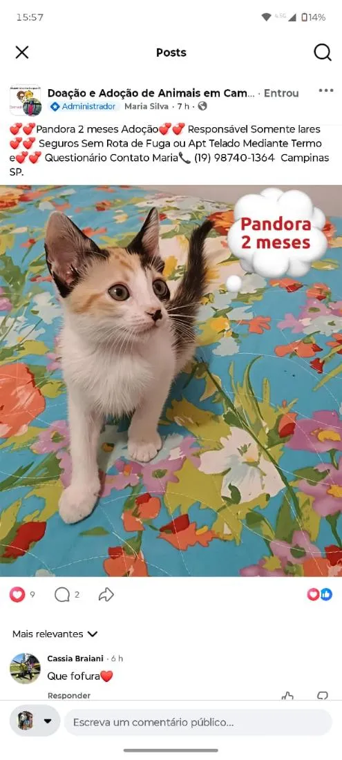 Gato raça SRD-ViraLata idade 2 a 6 meses nome Pandora
