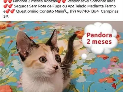 Gato raça SRD-ViraLata idade 2 a 6 meses nome Pandora