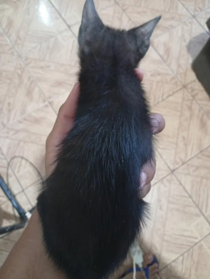 Gato raça SRD-ViraLata idade 2 a 6 meses nome nego 