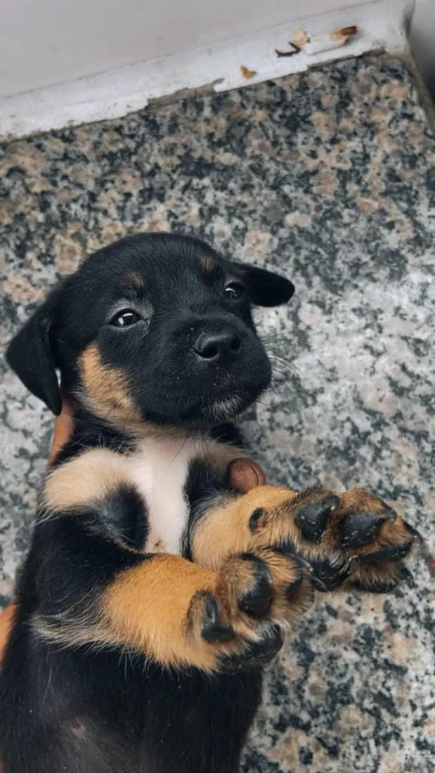 Cachorro raça SRD-ViraLata idade Abaixo de 2 meses nome não tem