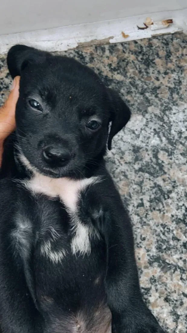 Cachorro raça SRD-ViraLata idade Abaixo de 2 meses nome não tem