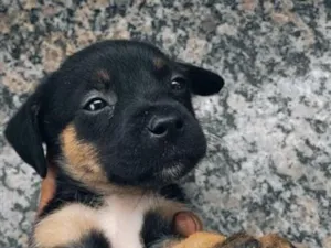 Cachorro raça SRD-ViraLata idade Abaixo de 2 meses nome não tem