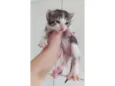 gatinhos 