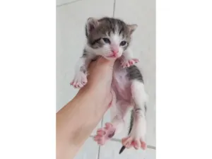 Gato raça SRD-ViraLata idade Abaixo de 2 meses nome gatinhos 