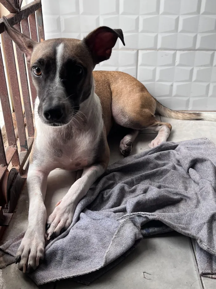 Cachorro raça SRD-ViraLata idade 7 a 11 meses nome Lola