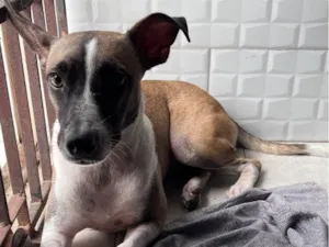 Cachorro raça SRD-ViraLata idade 7 a 11 meses nome Lola