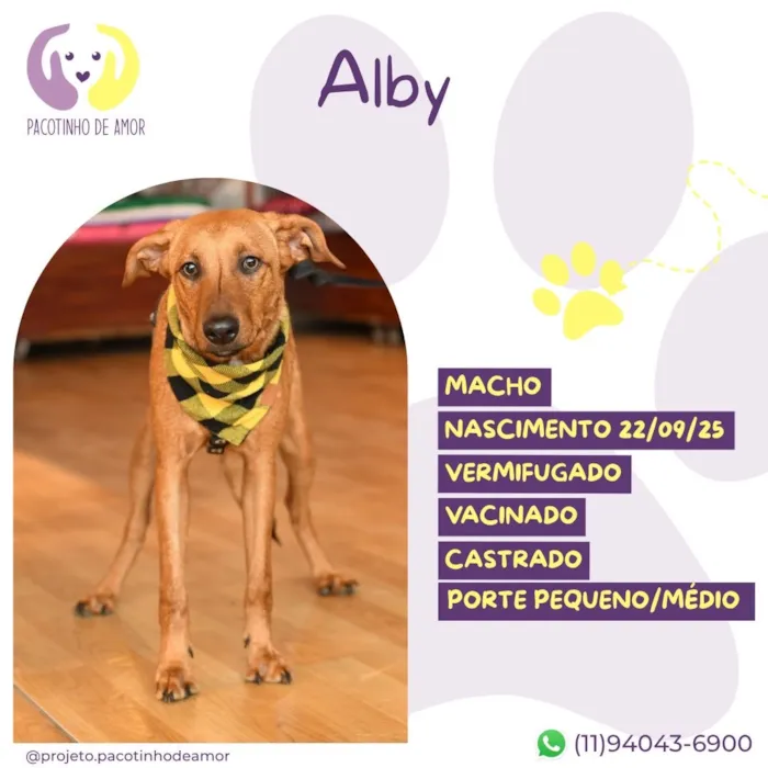 Cachorro raça SRD-ViraLata idade 2 a 6 meses nome Alby