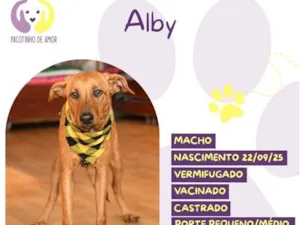 Cachorro raça SRD-ViraLata idade 2 a 6 meses nome Alby