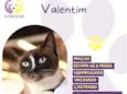 Valentim