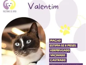 Gato raça SRD-ViraLata idade 7 a 11 meses nome Valentim
