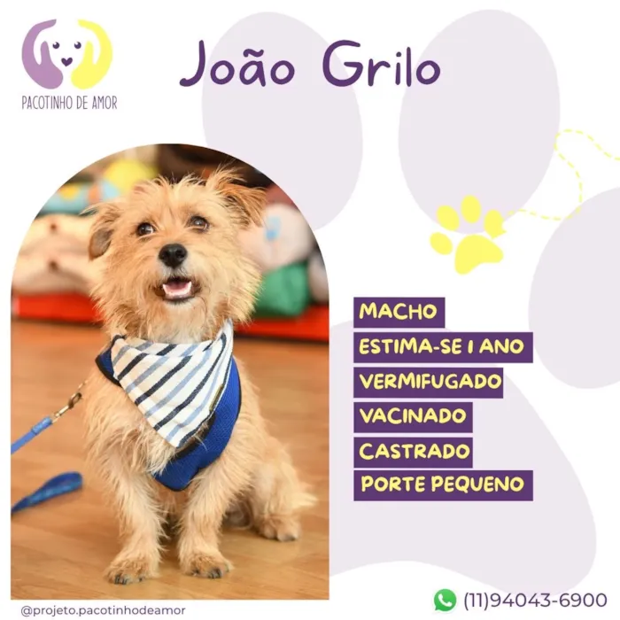 Cachorro raça SRD-ViraLata idade 1 ano nome João Grilo