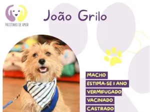 Cachorro raça SRD-ViraLata idade 1 ano nome João Grilo