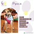 Pipoca