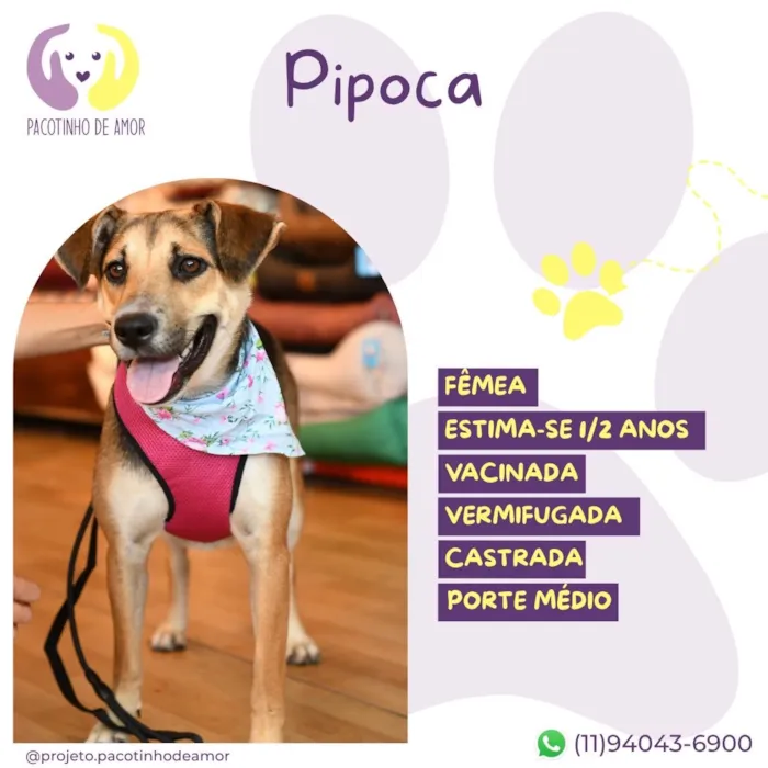 Cachorro raça SRD-ViraLata idade 1 ano nome Pipoca