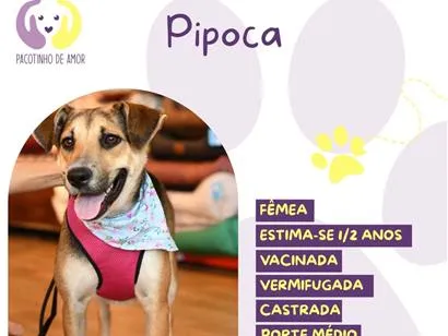 Cachorro raça SRD-ViraLata idade 1 ano nome Pipoca