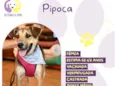Pipoca