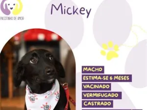 Cachorro raça SRD-ViraLata idade 7 a 11 meses nome Mickey
