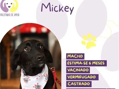 Cachorro raça SRD-ViraLata idade 7 a 11 meses nome Mickey