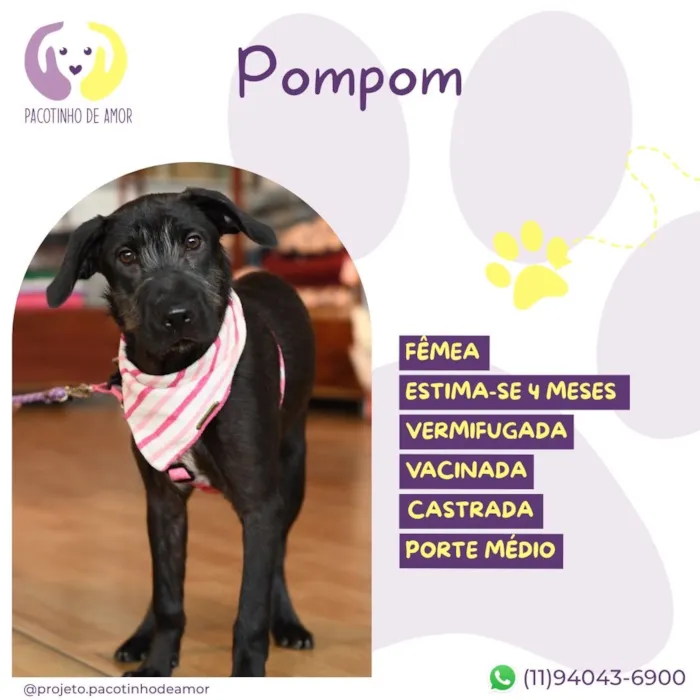 Cachorro raça SRD-ViraLata idade 2 a 6 meses nome Pompom
