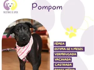 Cachorro raça SRD-ViraLata idade 2 a 6 meses nome Pompom
