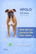 Apolo