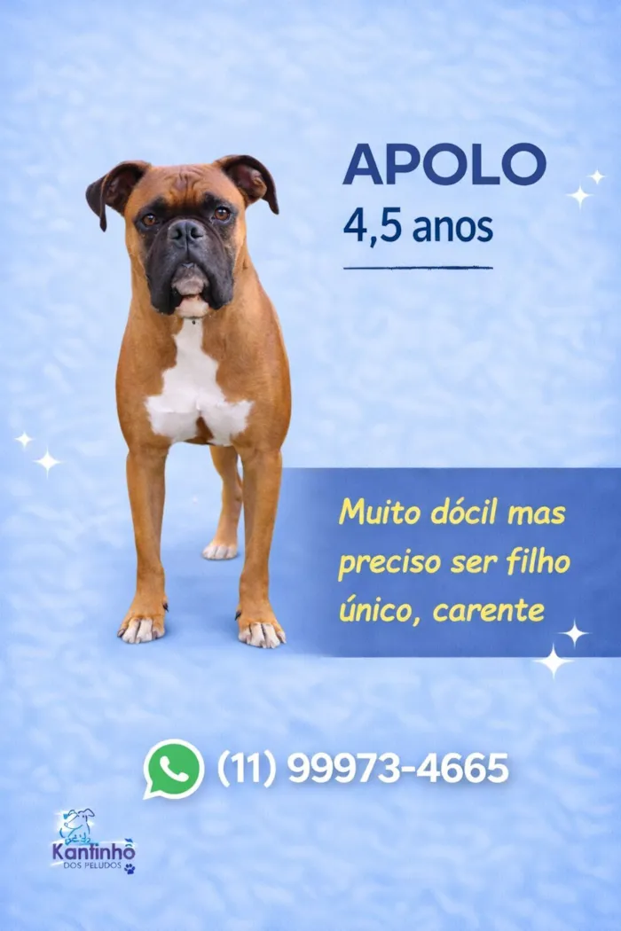 Cachorro raça Boxer idade 4 anos nome Apolo
