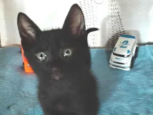 Gato raça SRD-ViraLata idade 2 a 6 meses nome Lipe