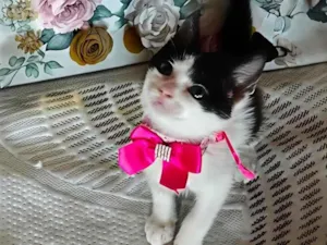 Gato raça SRD-ViraLata idade Abaixo de 2 meses nome Lise