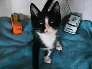 Gato raça SRD-ViraLata idade 2 a 6 meses nome Léo  2 meses 