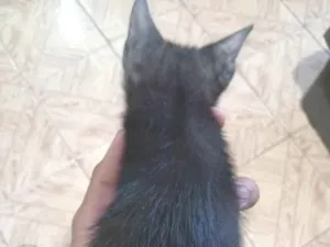 Gato raça SRD-ViraLata idade 2 a 6 meses nome nego 