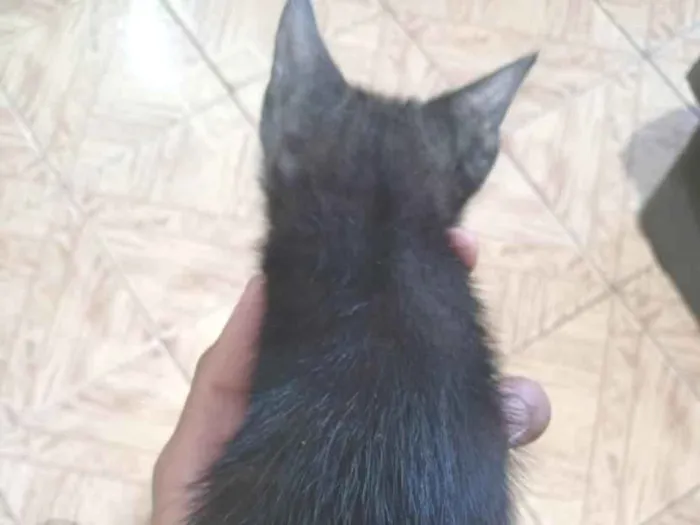 Gato raça SRD-ViraLata idade 2 a 6 meses nome nego 