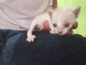 Gato raça SRD-ViraLata idade Abaixo de 2 meses nome não possui