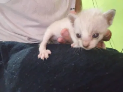 Gato raça SRD-ViraLata idade Abaixo de 2 meses nome não possui