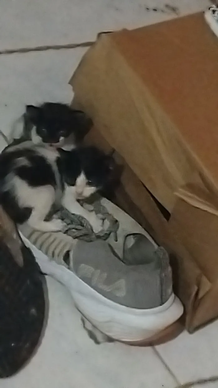 Gato raça SRD-ViraLata idade Abaixo de 2 meses nome não possui