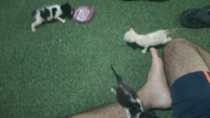 Gato raça SRD-ViraLata idade Abaixo de 2 meses nome não possui