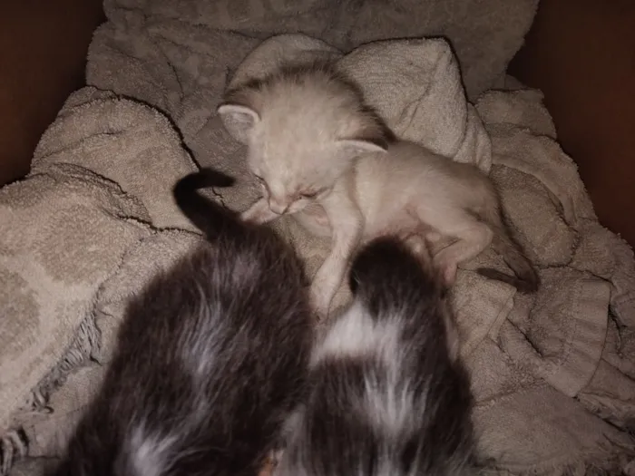 Gato raça SRD-ViraLata idade Abaixo de 2 meses nome não possui