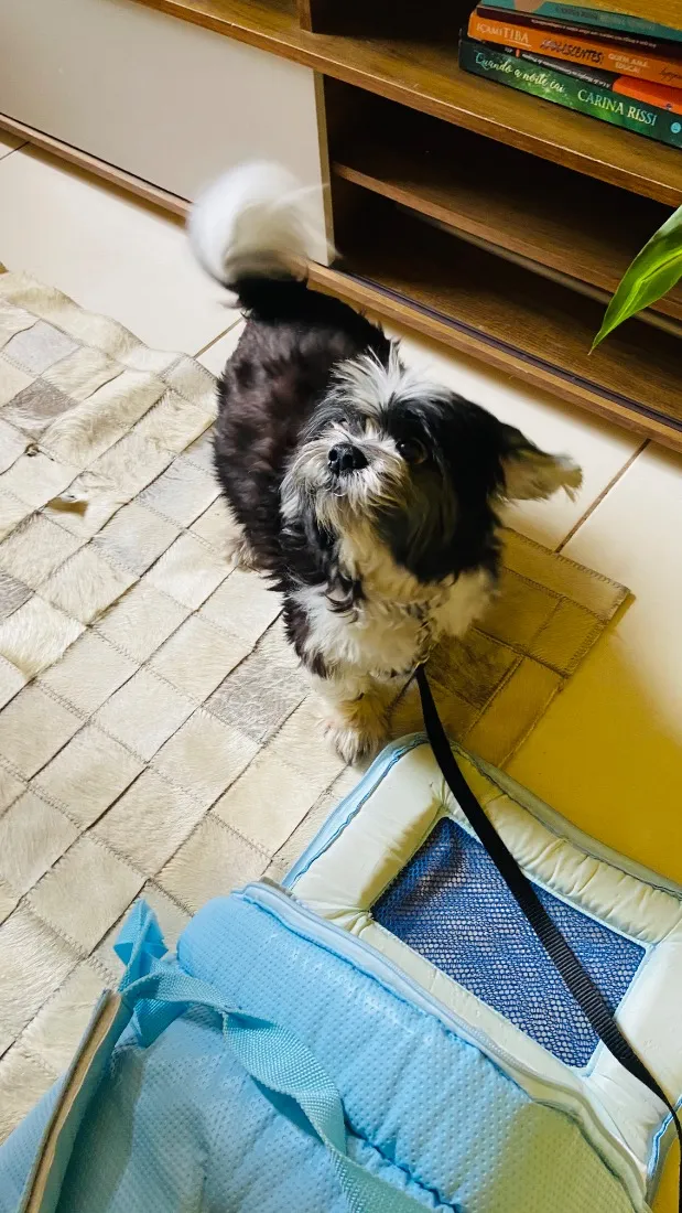 Cachorro raça Shitzu idade 4 anos nome Lucky