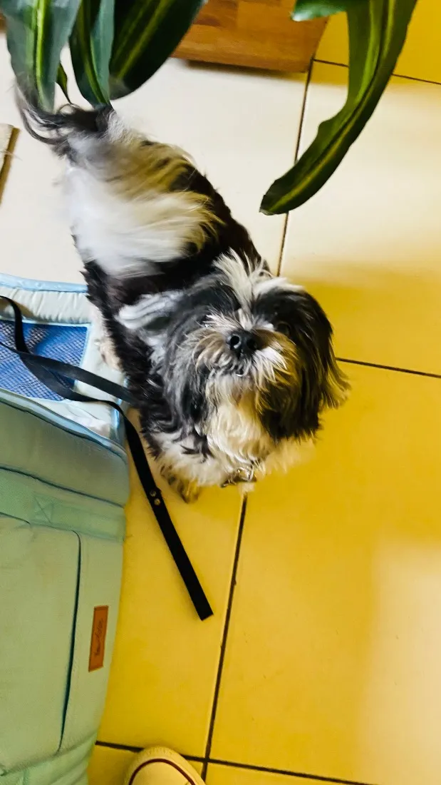 Cachorro raça Shitzu idade 4 anos nome Lucky