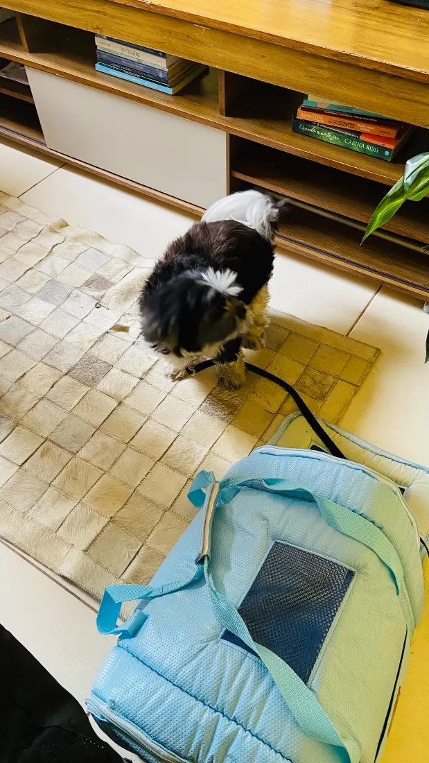 Cachorro raça Shitzu idade 4 anos nome Lucky