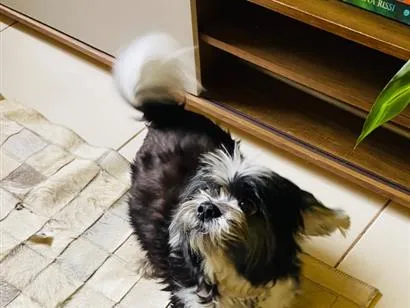 Cachorro raça Shitzu idade 4 anos nome Lucky