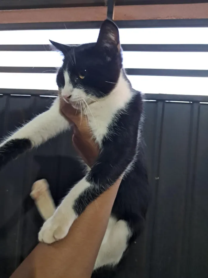 Gato raça SRD-ViraLata idade 2 a 6 meses nome Bolinha