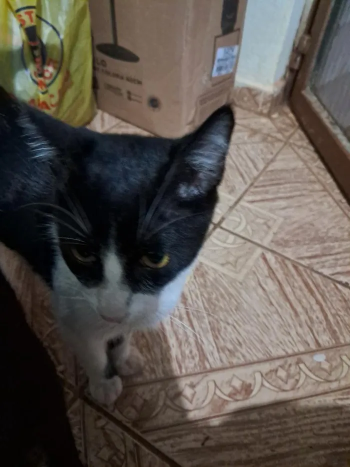 Gato raça SRD-ViraLata idade 2 a 6 meses nome Bolinha