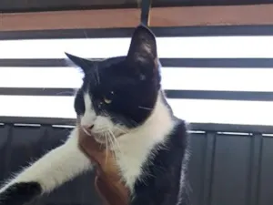 Gato raça SRD-ViraLata idade 2 a 6 meses nome Bolinha