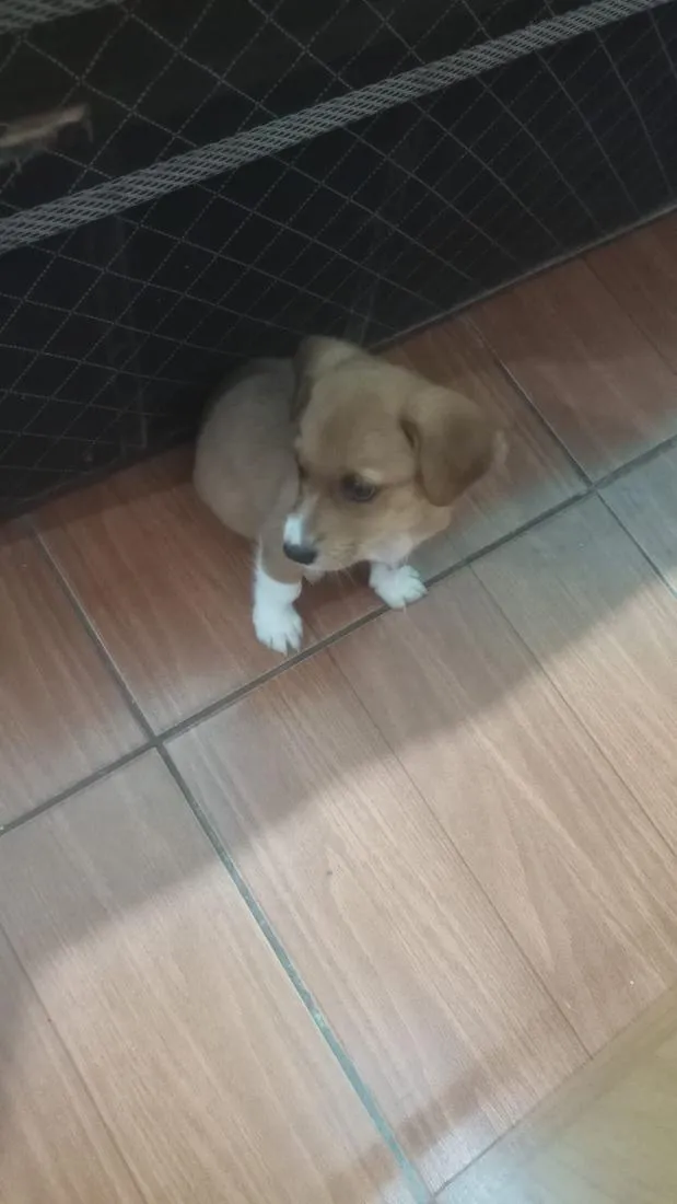Cachorro raça SRD-ViraLata idade 2 a 6 meses nome mel