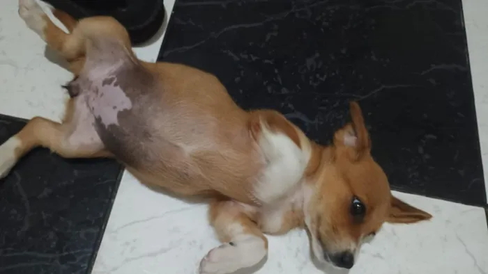 Cachorro raça SRD-ViraLata idade 2 a 6 meses nome mel