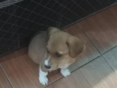 Cachorro raça SRD-ViraLata idade 2 a 6 meses nome mel