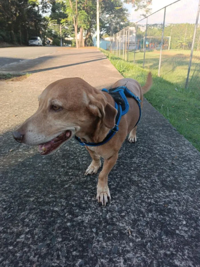 Cachorro raça SRD-ViraLata idade 6 ou mais anos nome Floki